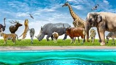 افضل طريقة لحماية الحيوانات