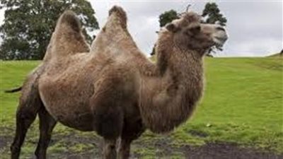 ذاكرةٌ فذةٌ في عالم الحيوان