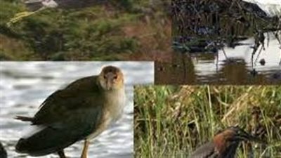 أين تعيش الطيور