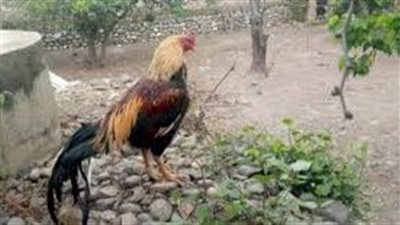 كل ما تريد معرفته عن الدجاج الباكستاني