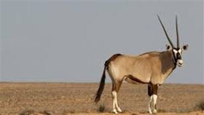 كل ما تريد معرفته عن المها العربي