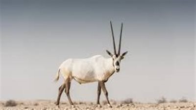 كل ما تريد معرفته عن المها