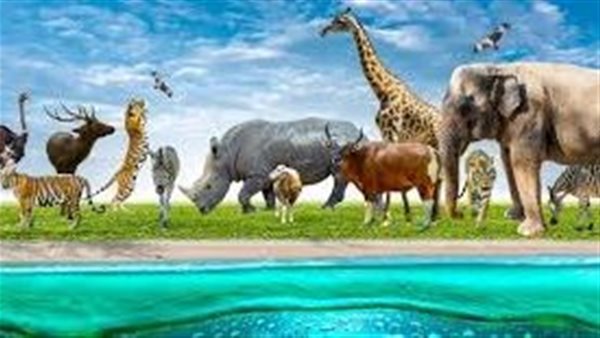 موقع أيام نيوز