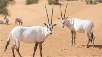 حيوانات مھددة بالانقراض في قطر