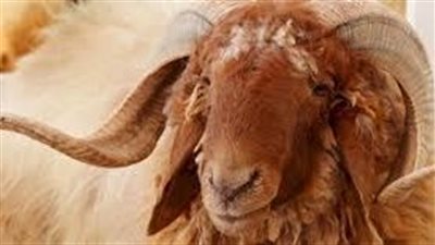 كل ما تريد معرفته عن غنم العواسي