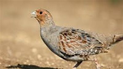 مراحل نمو طائر السمان