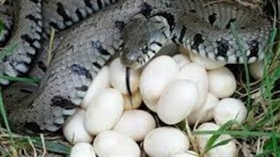 كل ما تريد معرفته عن الحيوانات الولودة والبيوضة