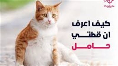 كيف أعرف أن قطتي حامل