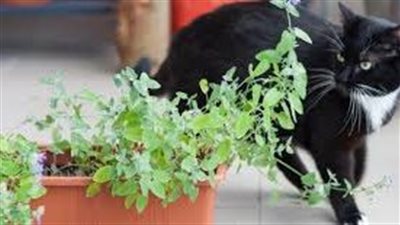 ما طريقة طرد القطط