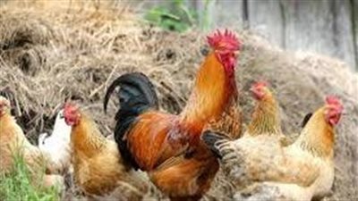 ما هي الحيوانات البيوضة؟
