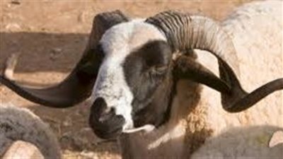 كل ما تريد معرفته عن الكبش الصردي