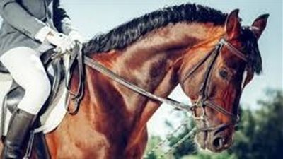 ما اهمية نشأة الفروسية