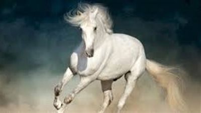 كل ما تريد معرفته عن المهرة الأصيلة