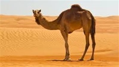 طريقة تكيف الجمل في الصحراء