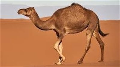 كيف يتكيف الجمل في الصحراء