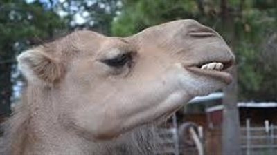 كم عدد أسنان الجمل