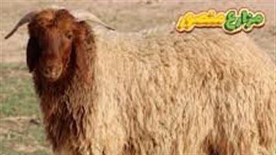 ما أنواع الخرفان
