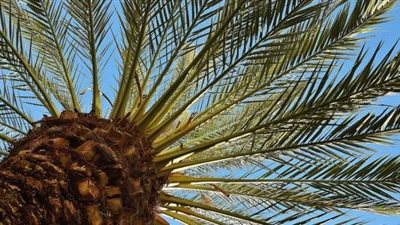 حل لغز ورق النخل من 3 حروف