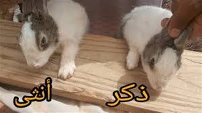 كيف أعرف أن الأرنب ذكر أم أنثى