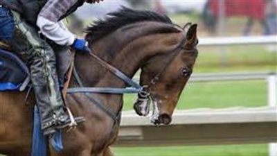 افضل طريقة لتدريب الخيل