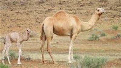كيف يولد الجمل