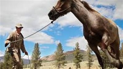 كيفية ترويض الخيل