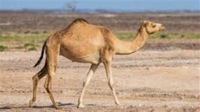 مم يتكون سنام الجمل