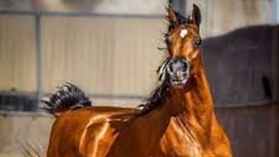 كل ما تريد معرفته عن الخيل العربي الأصيل