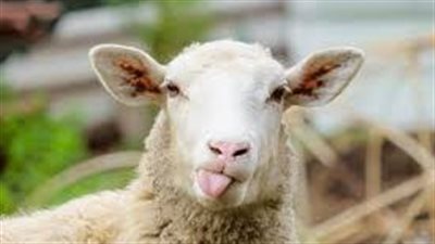 ما اسم صوت الخروف