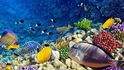 تعبير عن أنواع أسماك البحر الاحمر