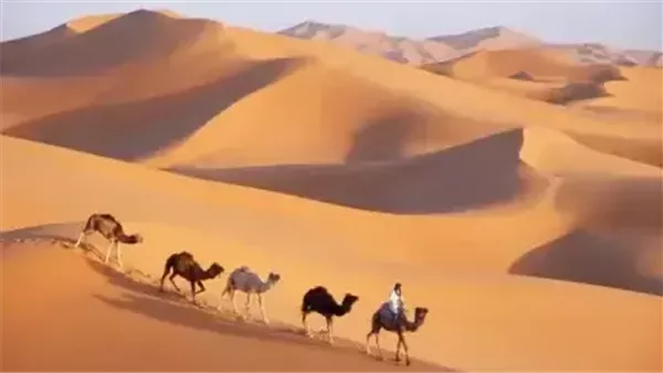 موقع أيام نيوز