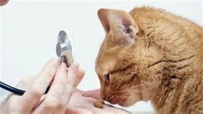 أمراض القطط وكيفية علاجها