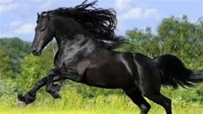 أين توجد أفضل الخيول العربية