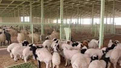 افضل طريقة لتسمين الأغنام