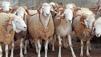 ما أنواع الأغنام