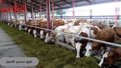 افضل طريقة لتسمين العجول