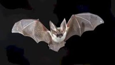 كل ما تريد معرفته عن الخفاش