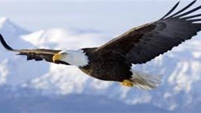 كل ما تريد معرفته عن النسر