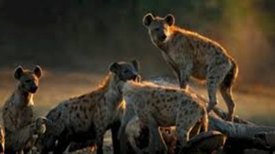 الفرق بين السبع والضبع