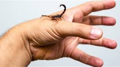 افضل علاج للدغة العقرب