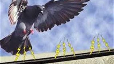 افضل طريقة لطرد الحمام