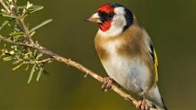 ما أنواع الطيور وأسماؤها