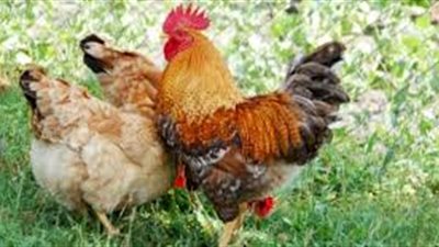 كم سنة تعيش الدجاجة