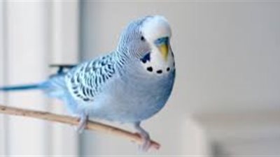 كل ما تريد معرفته عن عن طائر البادجي