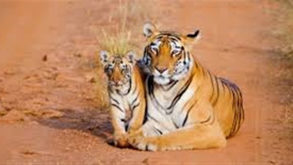 موقع أيام نيوز