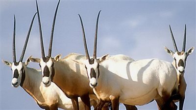  تعبير عن المها العربي