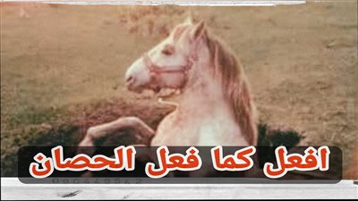 قصة الحصان و البئر الماء