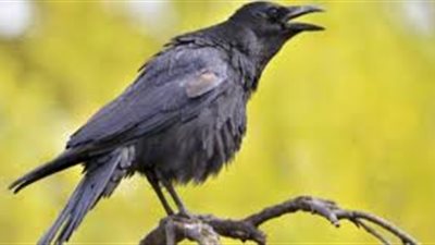 ماذا يسمى صوت الغراب