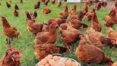 افضل طريقة لتربية دجاج البيض