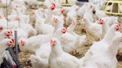 كل ما تريد معرفته عن تربية الدجاج اللاحم